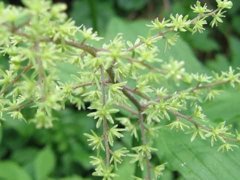 Smilacina hondoensis