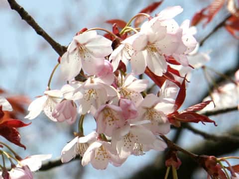 Prunus jamasakura