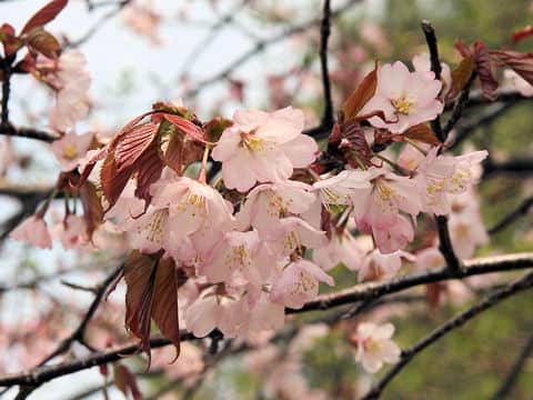 Prunus jamasakura