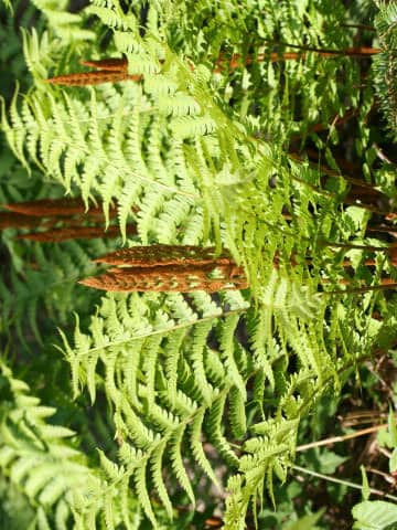 Osmunda cinnamomea