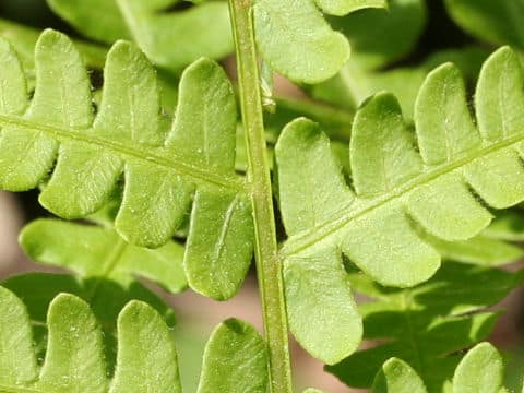 Osmunda cinnamomea
