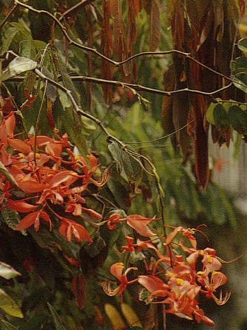 Amherstia nobilis