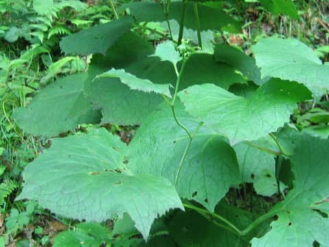 Cacalia hastata ssp. orientalis