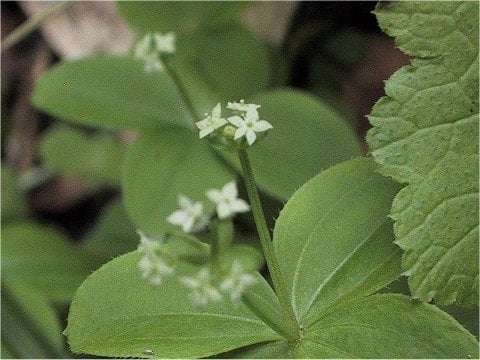 Galium trachyspermum