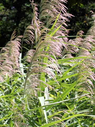 Phragmites communis