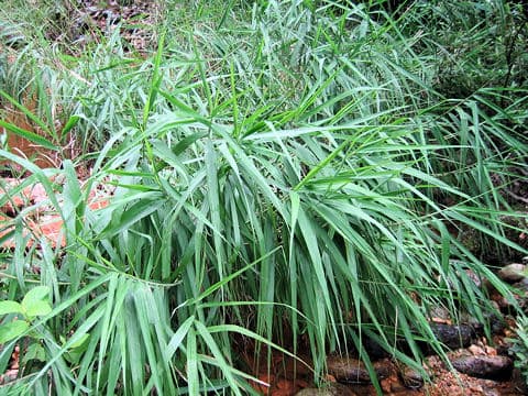 Phragmites communis