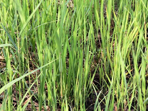Phragmites communis
