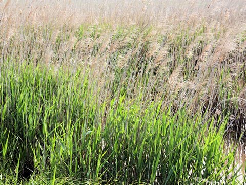 Phragmites communis