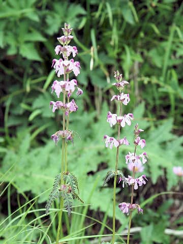 Pedicularis chamissonis var. japonica