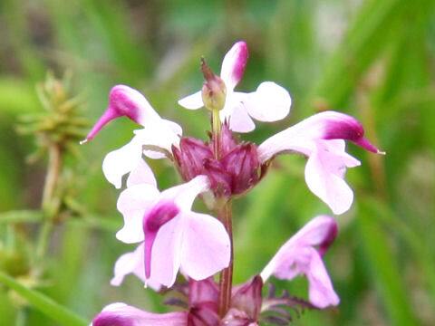 Pedicularis chamissonis var. japonica