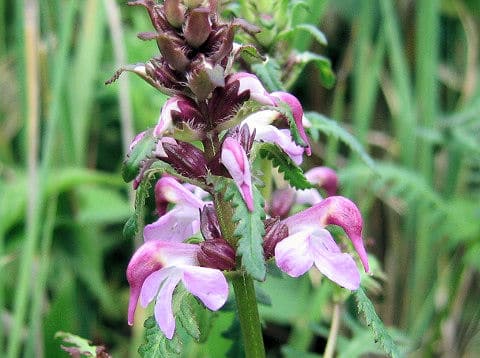 Pedicularis chamissonis var. japonica