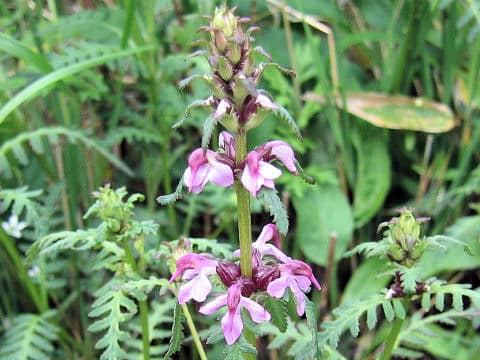 Pedicularis chamissonis var. japonica
