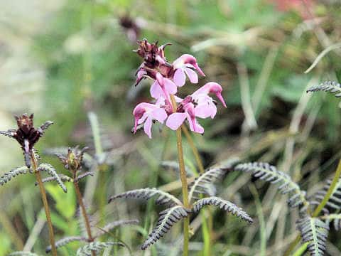 Pedicularis chamissonis var. japonica