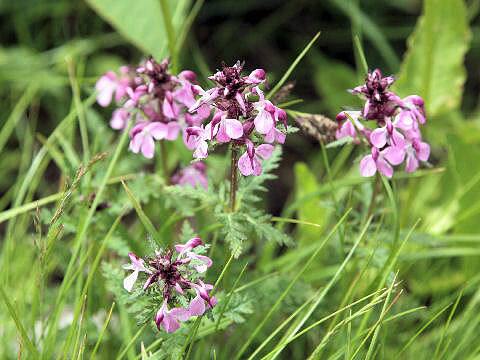 Pedicularis chamissonis var. japonica