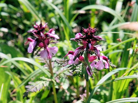 Pedicularis chamissonis var. japonica