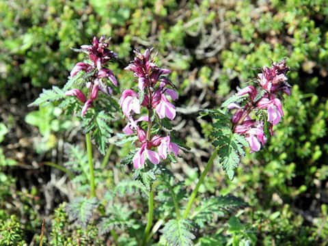 Pedicularis chamissonis var. japonica
