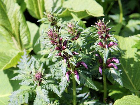 Pedicularis chamissonis var. japonica