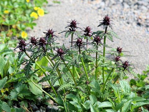 Pedicularis chamissonis var. japonica