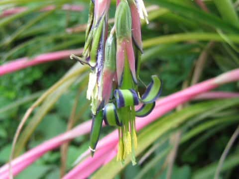 Billbergia nutans