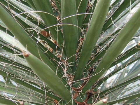 Yucca filifera