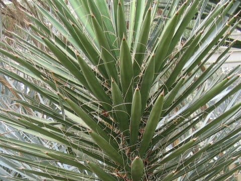 Yucca filifera