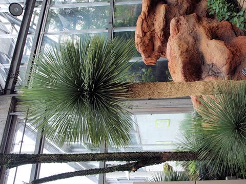 Yucca rostrata
