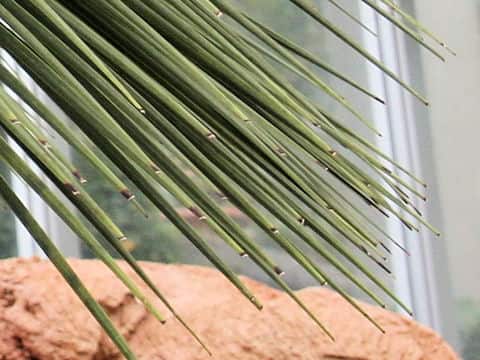 Yucca rostrata