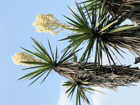 Yucca treculeana