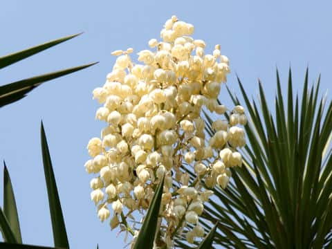 Yucca treculeana
