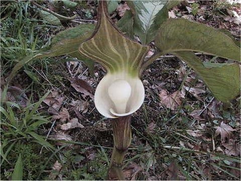 Arisaema sikokianum