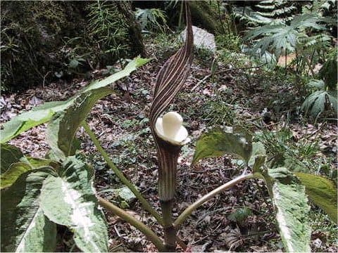Arisaema sikokianum