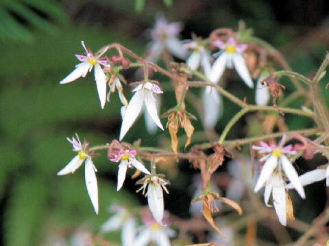 Saxifraga stolonifera