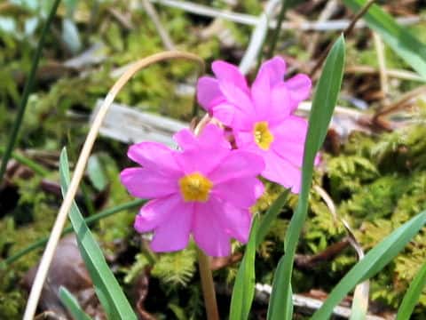 Primula modesta var. fauriei