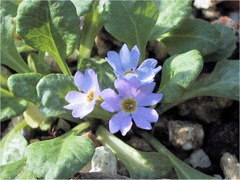 Primula modesta var. fauriei