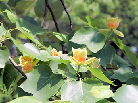 Liriodendron tulipifera