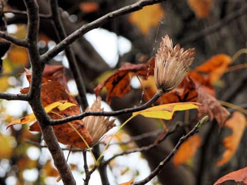 Liriodendron tulipifera