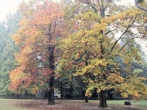 Liriodendron tulipifera