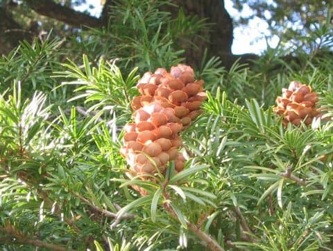 Keteleeria davidiana var. formosana