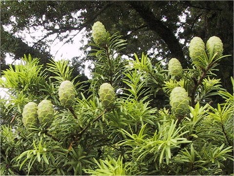 Keteleeria davidiana var. formosana