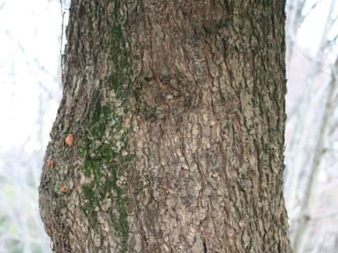 Keteleeria davidiana var. formosana