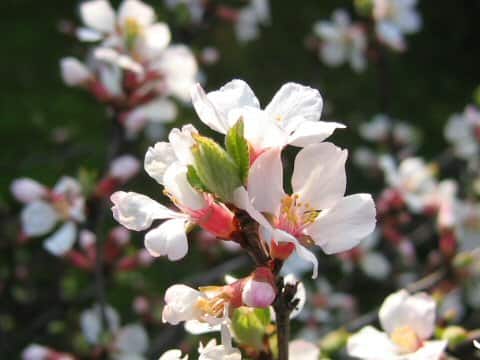 Prunus tomentosa
