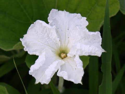 Lagenaria siceraria var. hispida