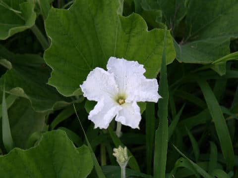 Lagenaria siceraria var. hispida