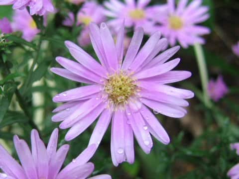 Aster novi-belgii