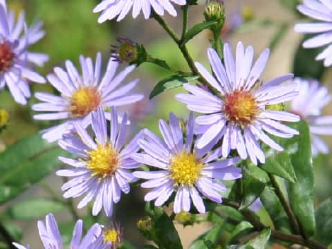 Aster novi-belgii
