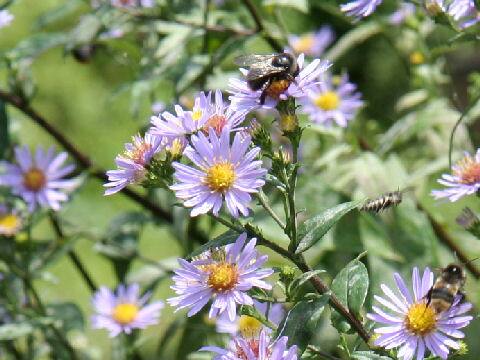 Aster novi-belgii