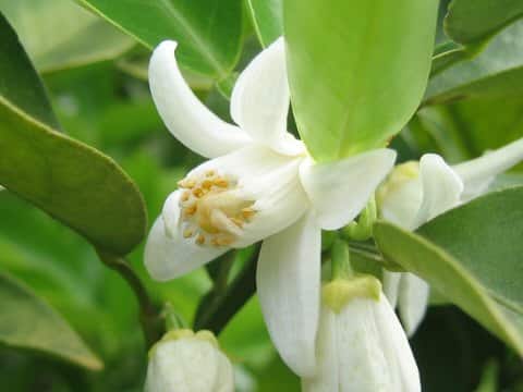 Citrus junos