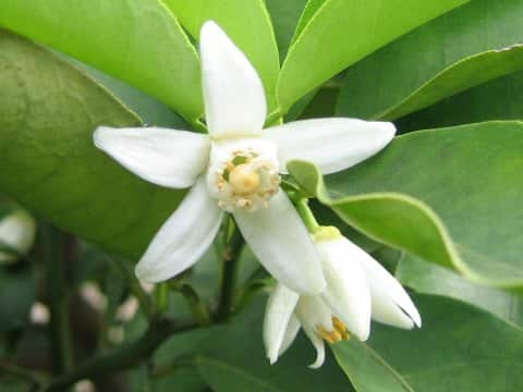 Citrus junos