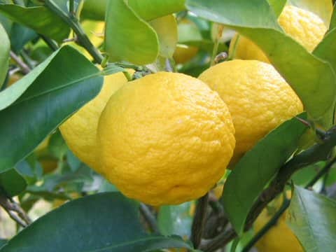 Citrus junos