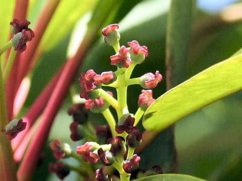 Daphniphyllum macropodum